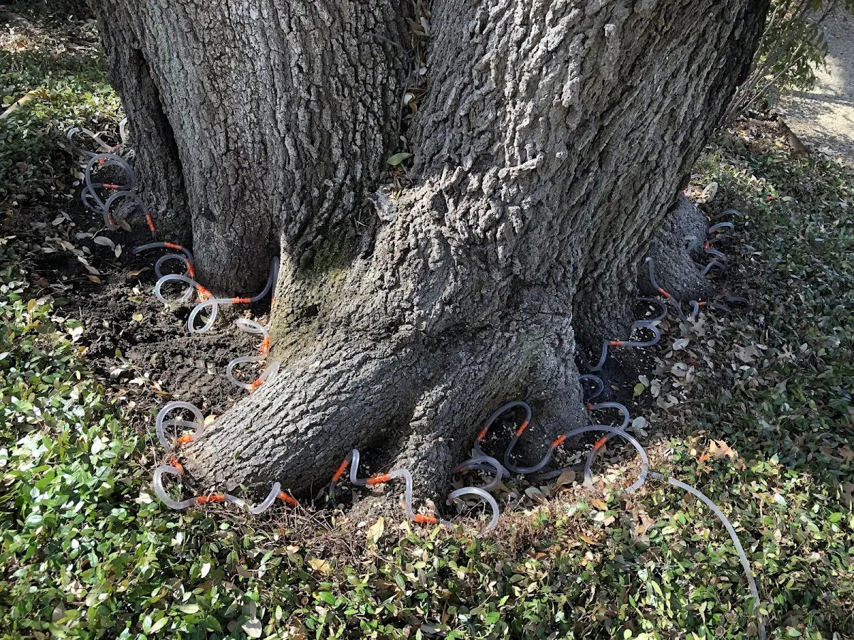 Detailed Tree Cabling and Bracing job site in Coal Run