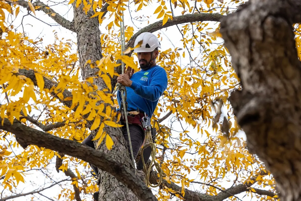 Skilled Tree Pruning crew working in Coal Run
