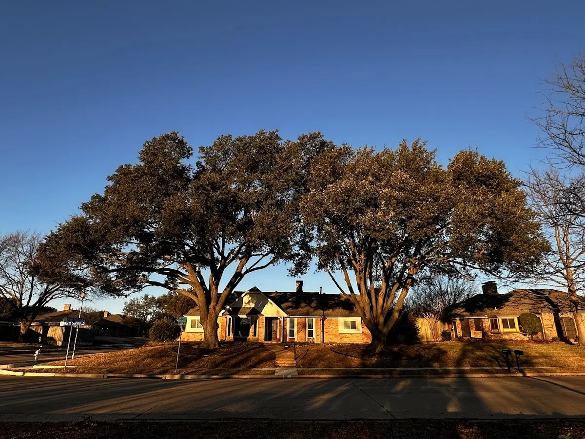 Established residential canopy tree shading a home in Coal Run
